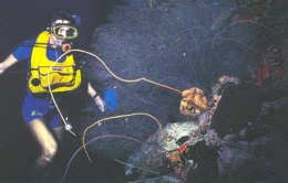 Antipathes atlantica.JPG