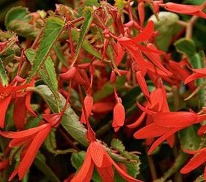 Begonia boliviensis.jpg