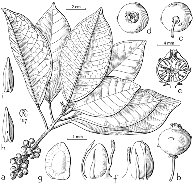 Archivo:Ficus adenosperma.gif