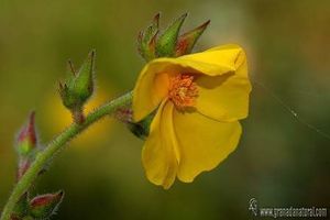 Halimium atriplicifolium 1.jpg
