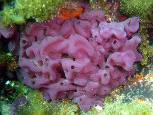 Oscarella lobularis.jpg