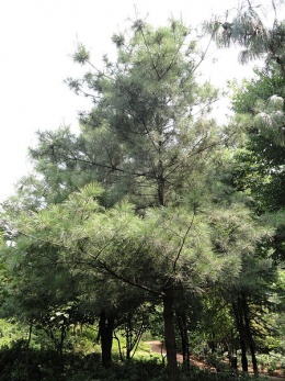Pinus armandii.JPG