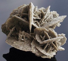 Rosa del desierto1.JPG