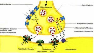 Synapse.jpg