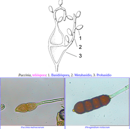 Teliosporas.png