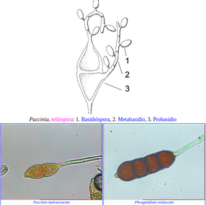 Teliosporas.png