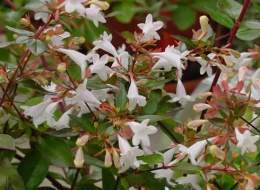 Abelia2.jpg
