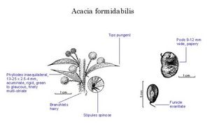 Acacia formidabilis.jpg