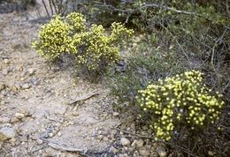 Acacia newbeyi.jpg