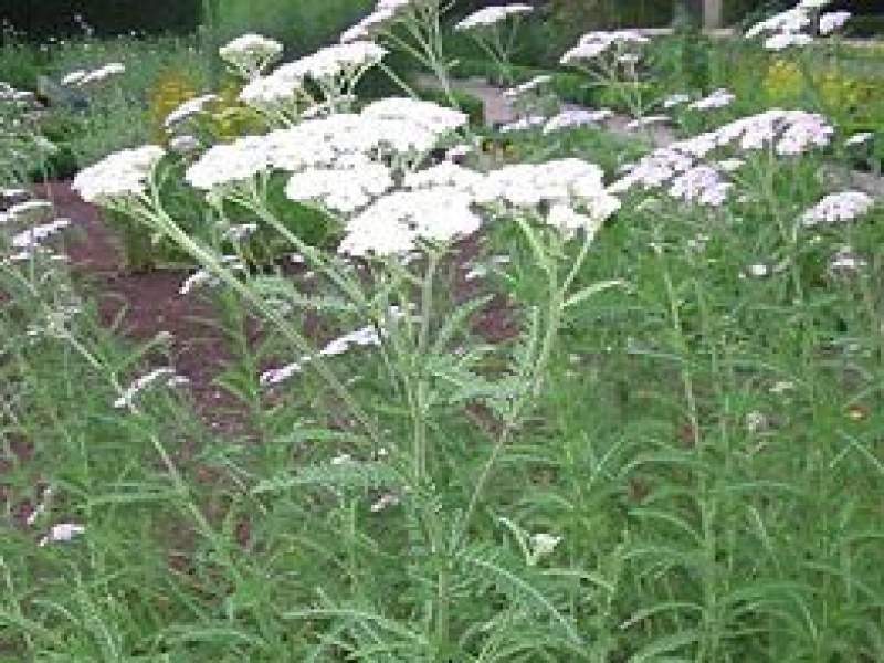 Archivo:Achillea millefolium.jpg