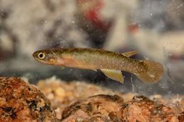 Atlantirivulus santensis.jpg