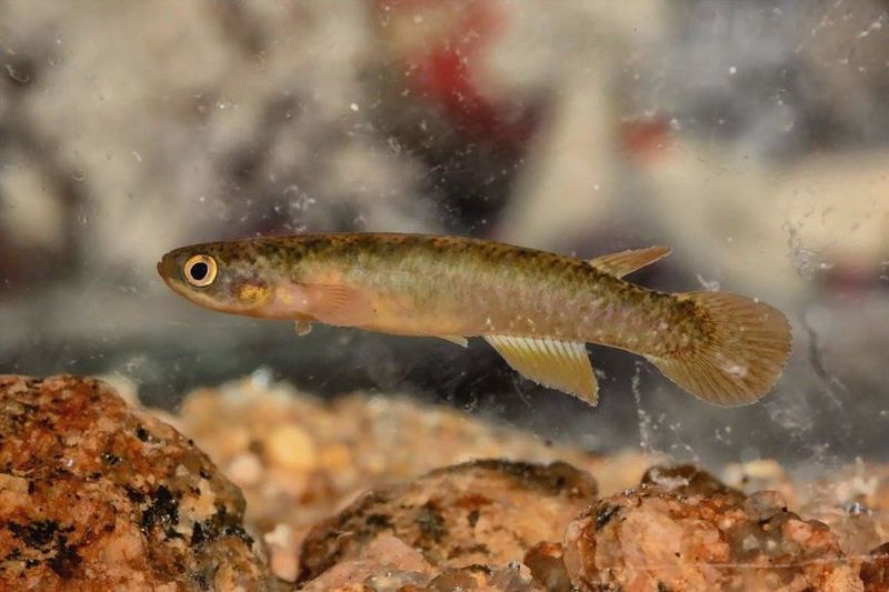 Archivo:Atlantirivulus santensis.jpg