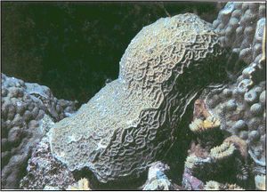 Coral esponja.jpg