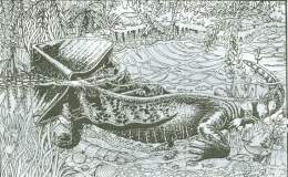 DIPLOCAULUS.jpg