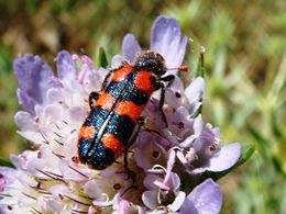 Escarabajo ajedrezado de las abejas.jpg