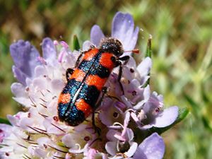 Escarabajo ajedrezado de las abejas.jpg