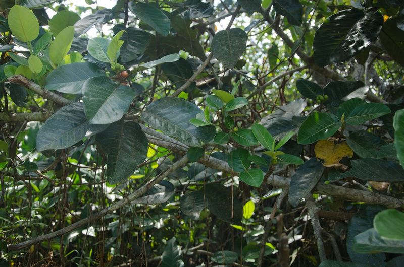 Archivo:Ficus trichopoda 1.jpg