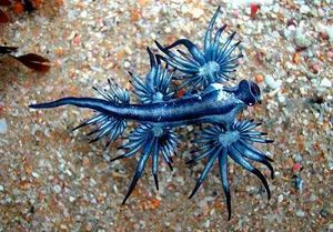 Glaucus atlanticus.jpg