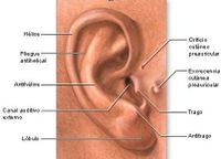 Otitis oido anatomia.jpg