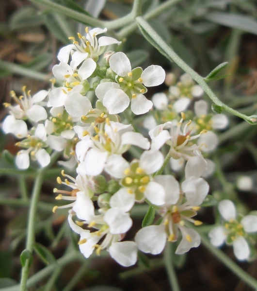 Archivo:Pendejo ( Planta ) JPG.JPG