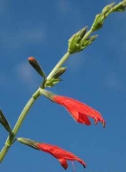 Salvia roja.jpg