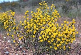 Acacia incrassata.jpg