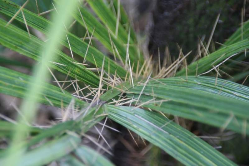 Archivo:Acrocomia crispa hojas.jpg