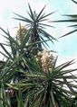 Agavaceae.jpg