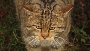 El-gato-montés-está-en-peligro-de-extinción-6.jpg