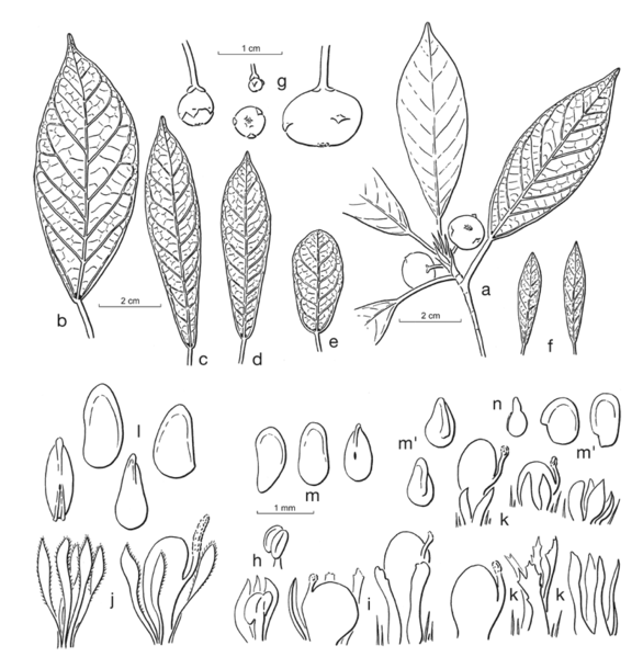 Archivo:Ficus arbuscula.gif