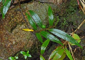 Ficus bambusifolia.jpeg