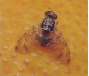 Mosca Mediterránea.jpg