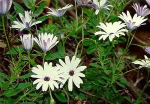 Osteospermum-ecklonis.jpg