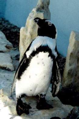 Pinguino2.jpg