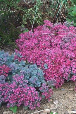 Sedum.jpg