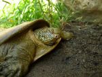 Tortuga-rara4.jpg