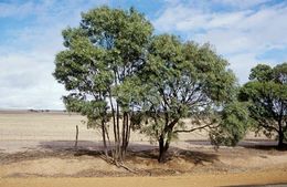 Acacia microbotrya.jpg