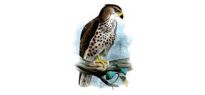Aguila-culebrera-del-congo.jpg