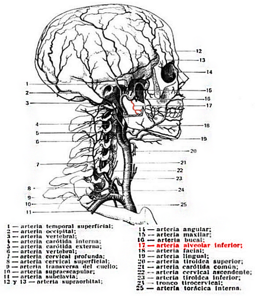 Archivo:Arteria alveolar inferior.png