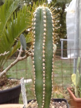 Browningia-altissima.JPG