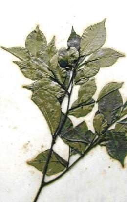 Desmopsis neglecta.jpg
