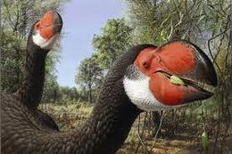 Dromornis.jpg