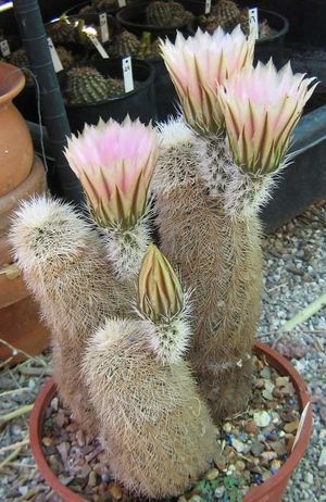 Echinocereus Dasyacanthus123.jpg