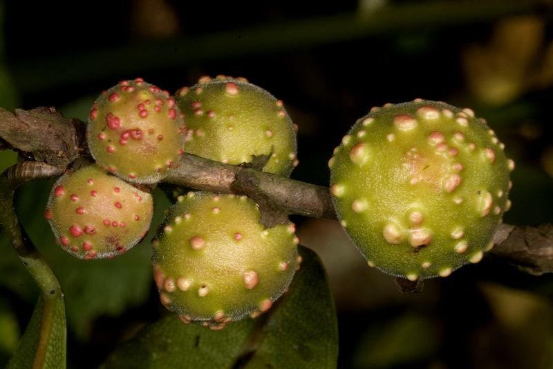 Archivo:Ficus conraui frutos.jpg