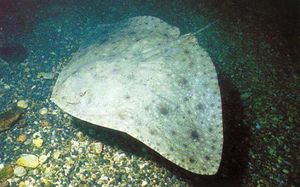 Gymnura micrura.jpg