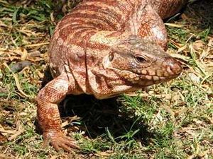 Lagarto Colorado.jpg