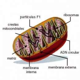 Mitocondrias.jpg