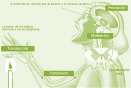 Nociceptor termico.jpg