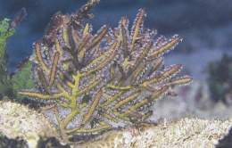 Pterogorgia citrina.jpg
