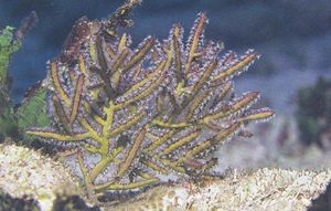 Pterogorgia citrina.jpg